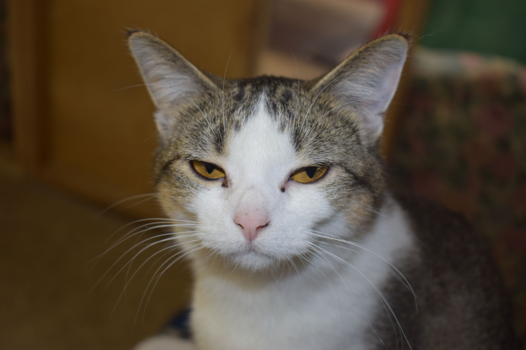 Precious the cat